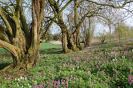 dsc_0096.jpg